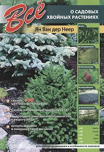 Все о садовых хвойных растениях / мел