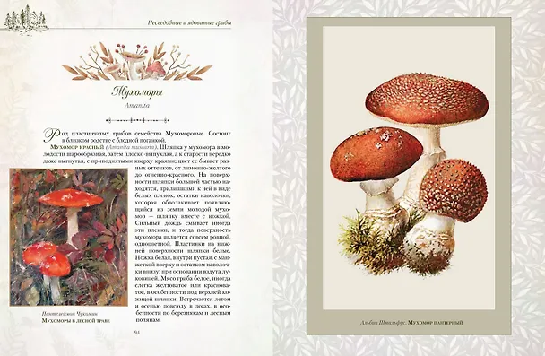 Книга Русский лес. Грибы и ягоды () — 9