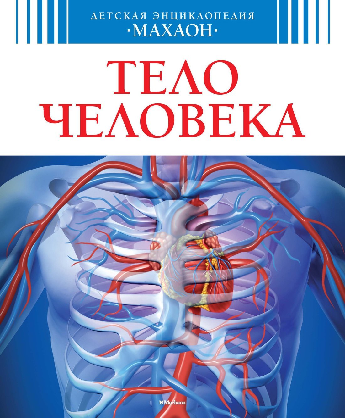 

Тело человека