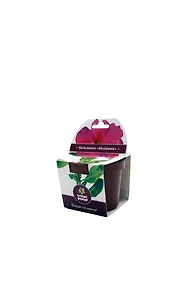 Набор для выращивания в горшочке Бальзамин (hpp-201)