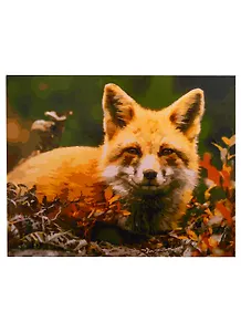 Набор д/творчества Рыжий кот Холст с красками 40х50см по номерам (в коробке) (24цв.) Улыбчивая лиса Х-2979