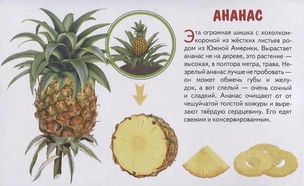 Книга Фрукты. Обучающие карточки () — 5