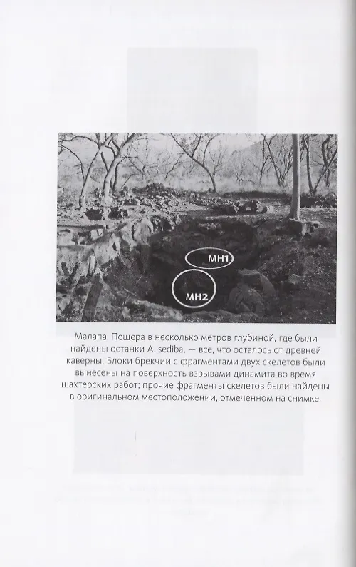 Книга Почти человек. Как открытие Homo naledi изменило нашу историю (Бергер Ли) — 7