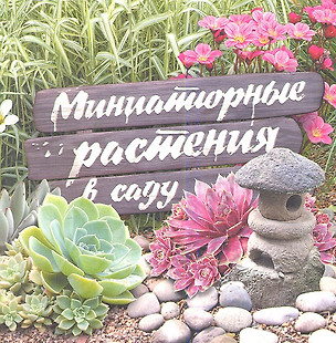 Миниатюрные растения в саду — 2344333 — 1