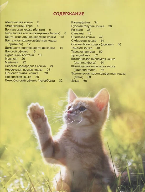 Книга Энциклопедия для детей. Кошки () — 2