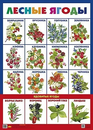 Книга Лесные ягоды ()