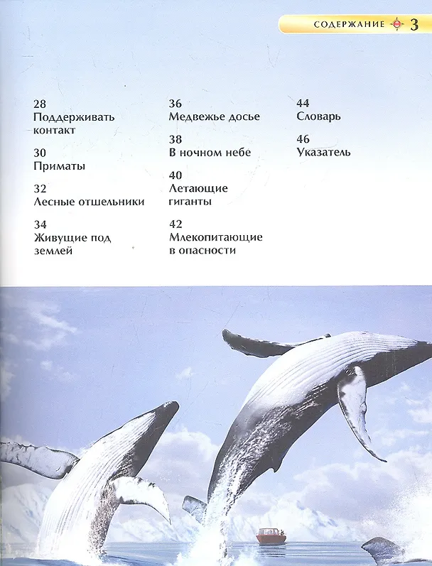 Книга Млекопитающие (Дэвид Берни) — 3