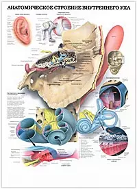 Анатомическое строение внутреннего уха. Преддверно-улитковый орган - орган слуха — 2099137 — 1