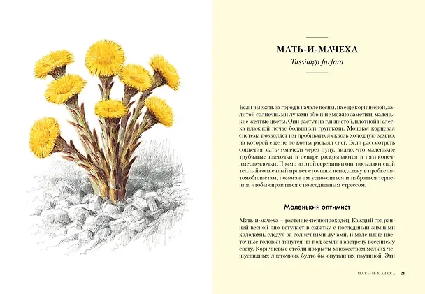 Книга Травы: Природный источник жизненной силы (Урсула Штумпф) — 4