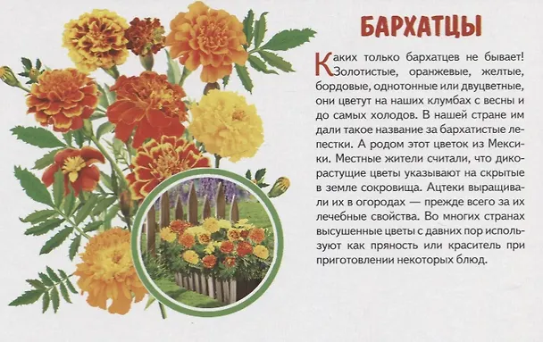 Книга Обучающие карточки "Садовые цветы" () — 4