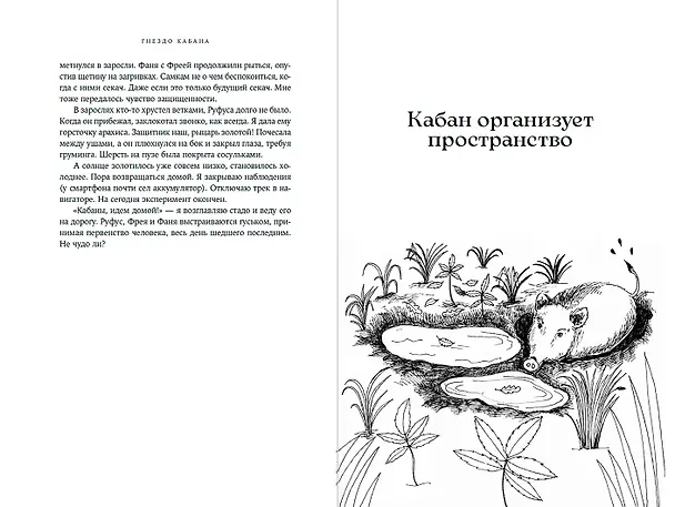 Книга Гнездо кабана: Истории из заповедника (Надежда Панкова) — 4
