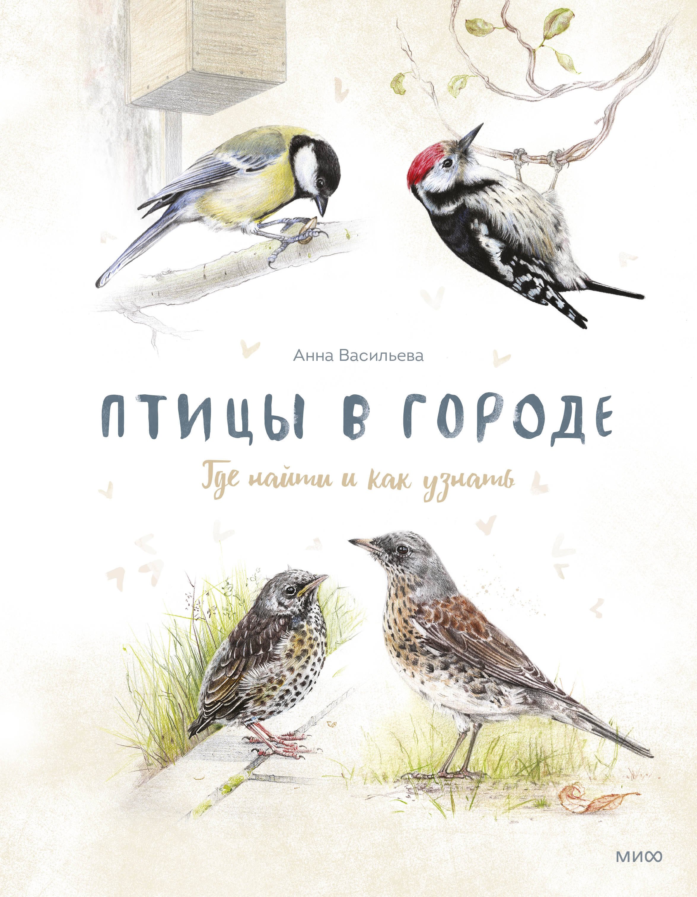 None Птицы в городе. Где найти и как узнать