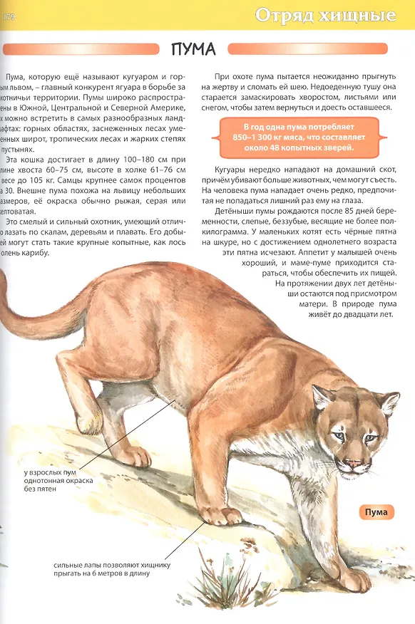 Книга Животные. Детская энциклопедия (С. Рублев) — 7