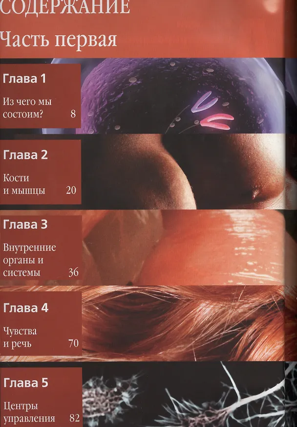 Книга Большой иллюстрированный атлас : Тело человека () — 2