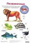Книга Плакат, Позвоночные. Беспозвоночные ()