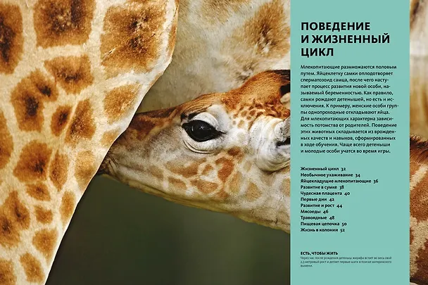 Книга Тайны животных. Большая иллюстрированная энциклопедия (Клаудио Бертонатти, Хавьер А. Перейра) — 15