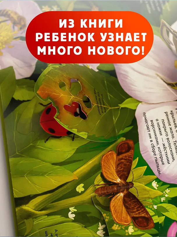 Книга Насекомые () — 7