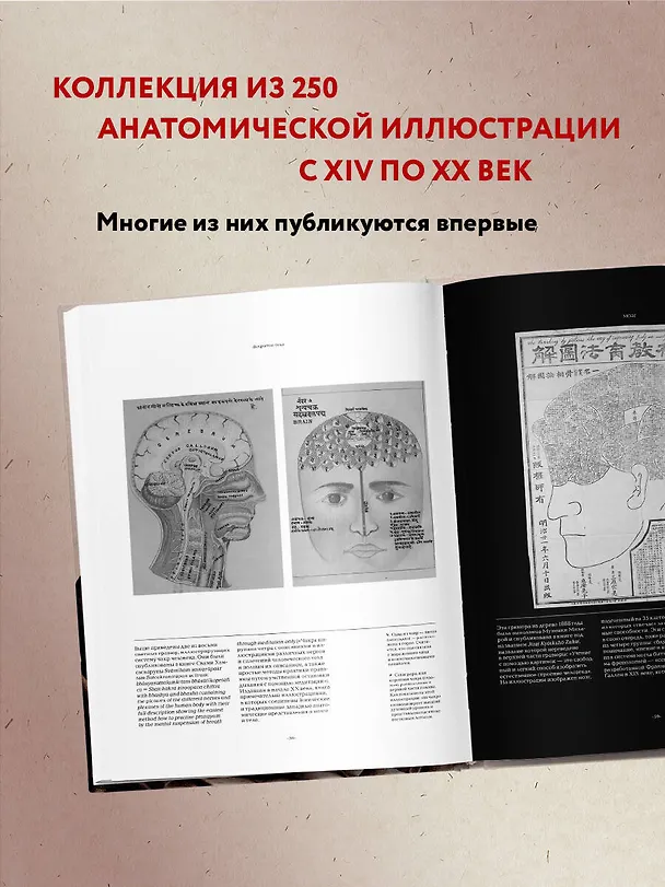 Книга Анатомика. От ужасного до великого: человеческое тело в искусстве (Джоанна Эбенштейн) — 7