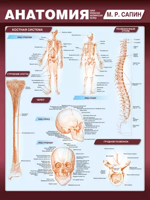 Анатомия. Самая компактная анатомическая таблица — 3024153 — 1