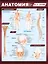 Анатомия. Самая компактная анатомическая таблица — 3024153 — 1