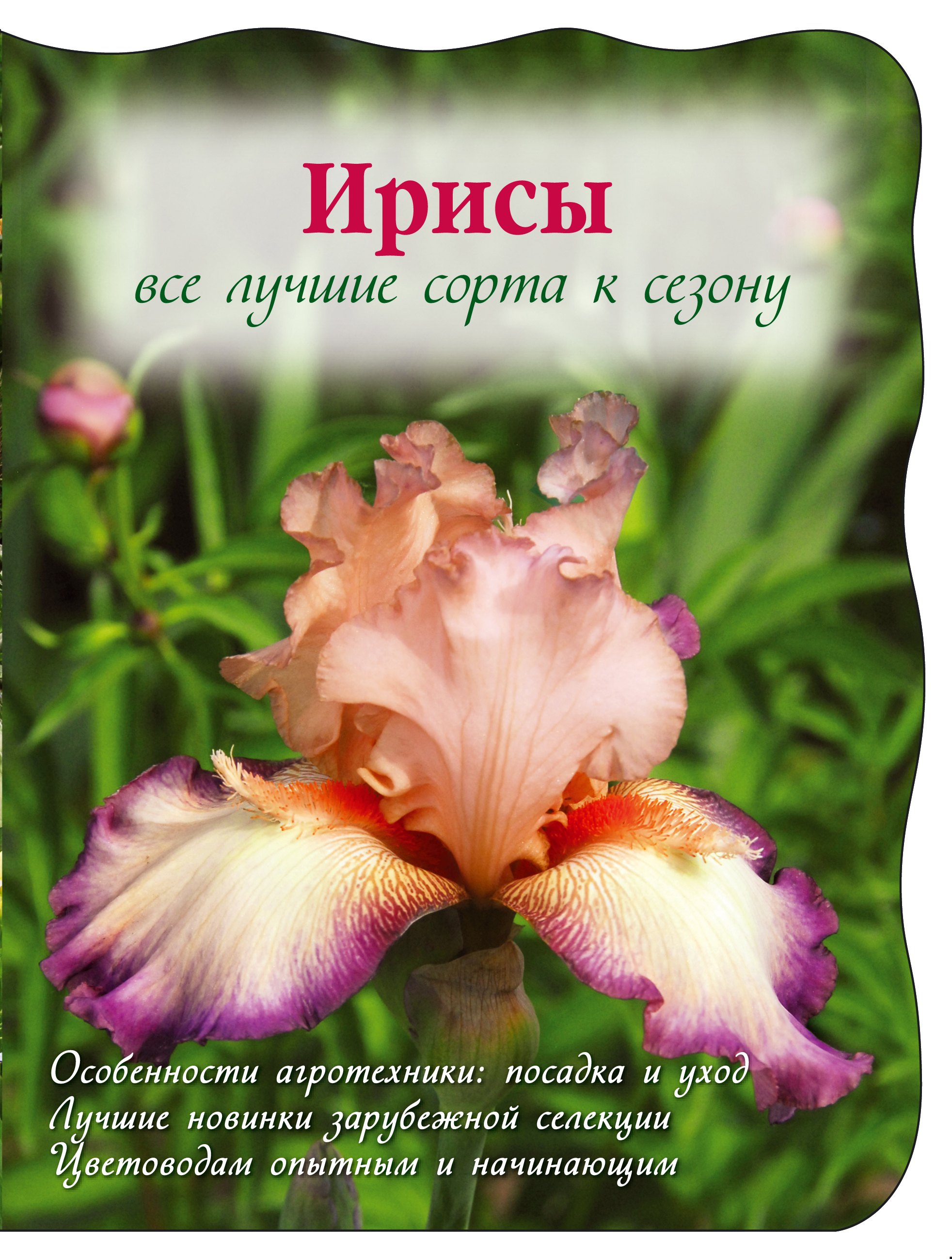

Ирисы: Все лучшие сорта к сезону