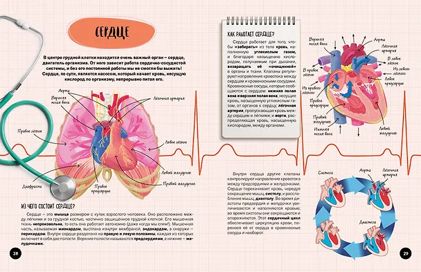 Книга Что? Как? Почему? Мои первые знания про ТЕЛО ЧЕЛОВЕКА (с постером) (Людмила Кириллова) — 10