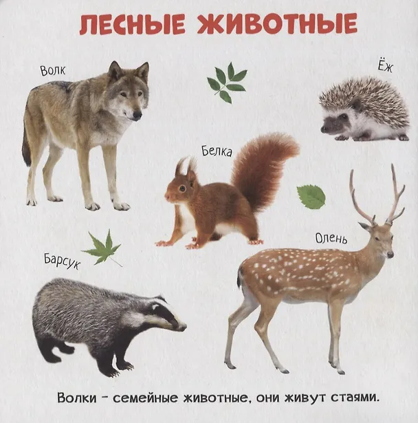 Книга Знакомство с животным миром () — 4
