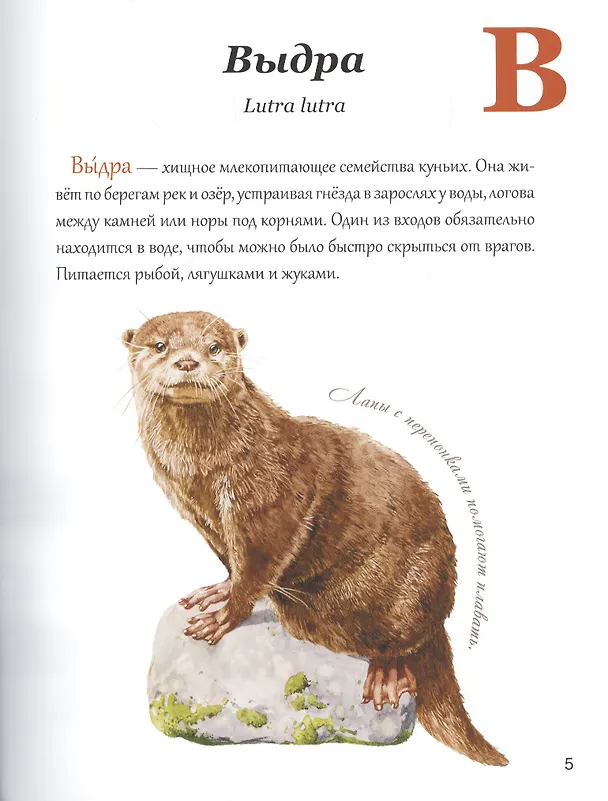 Книга Азбука природы Дальнего востока (Маша Шебеко) — 4
