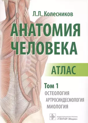 Анатомия человека Атлас т. 1/3 тт. Остеология Артросиндесмология Миология (м) Колесников — 2585223 — 1