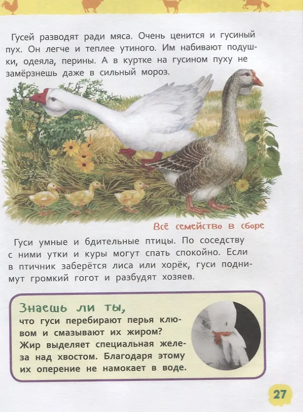 Книга Животные фермы. Энциклопедия для детского сада (Ирина Травина) — 4