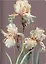 Тетрадь А4 48л кл. "Blossom", ирисы, темный, карт.обл., скрепка, ламинация, микротекстурирование, тиснение золотой фольгой — 3151087 — 1
