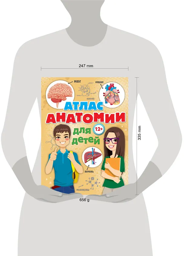 Книга Атлас анатомии для детей (Александр Швырев) — 4