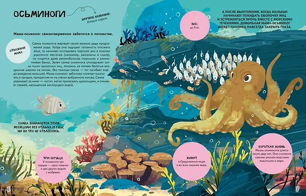 Книга Семья в мире животных. Любовь, забота и воспитание в дикой природе (Доменико Текноченци) — 17