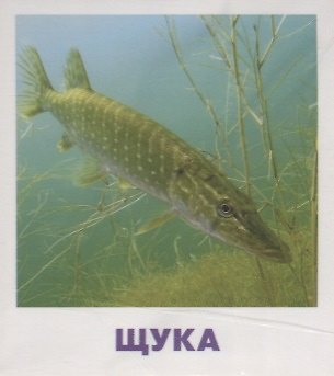 Книга Умный малыш. Пресноводные рыбы. Набор карточек для детей. (М. Малунова) — 1