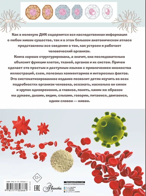 Книга Анатомия (Анна Спектор) — 2