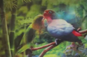 3D постер Попугаи (3D PS 22)