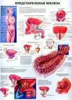 Плакат (70х108) Мочеполовая система / Предстательная железа (2909) (А) — 2141467 — 1
