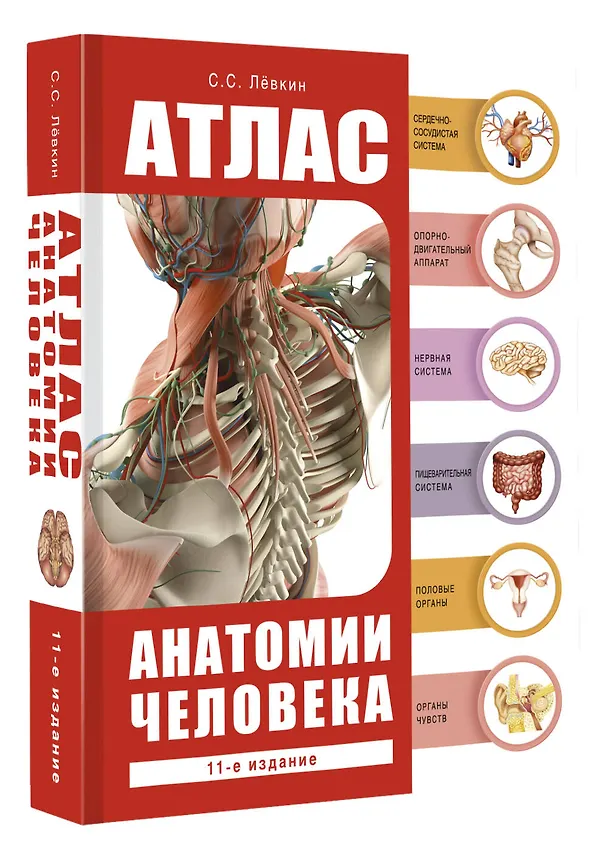 Книга Атлас анатомии человека (Сергей Лёвкин) — 5