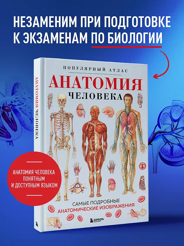 Книга Анатомия человека. Популярный атлас. Самые подробные анатомические изображения () — 7