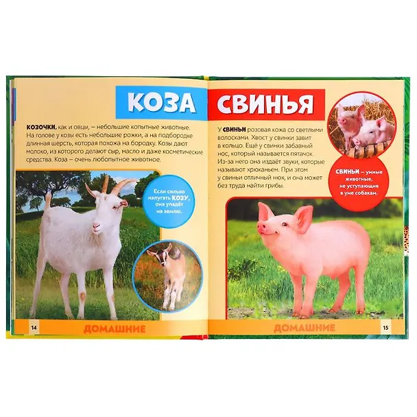 Книга В мире животных. Фотоэнциклопедия для детей (Алёна Лядова) — 4