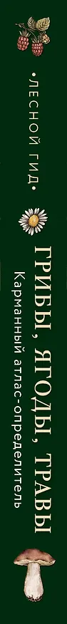 Книга Лесной гид: грибы, ягоды, травы. Карманный атлас-определитель (Людмила Семенова) — 4