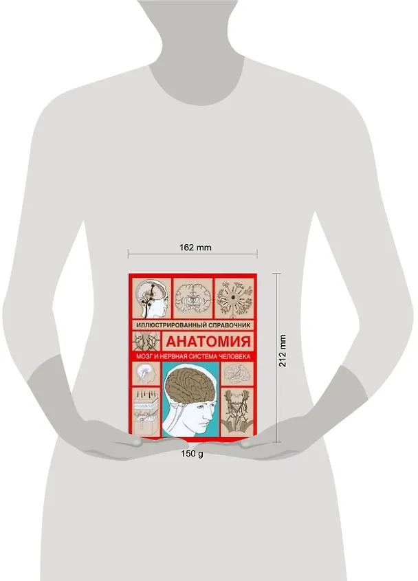 Книга Анатомия.Мозг и нервная система человека: Иллюстрированный справочник (И.А. Борисова) — 2