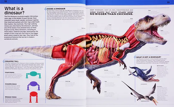Книга Knowledge Encyclopedia Dinosaur! () — 3