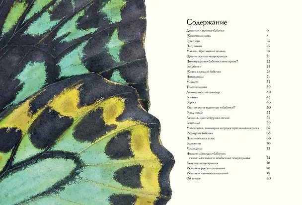 Книга Загадочный мир бабочек (Бен Ротери) — 6