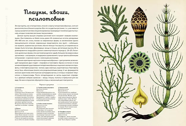 Книга Ботаникум (Кэти Уиллис) — 12