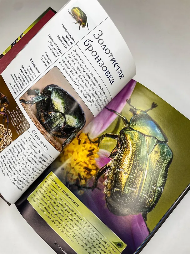 Книга Насекомые. Иллюстрированный гид (Анна Спектор) — 11
