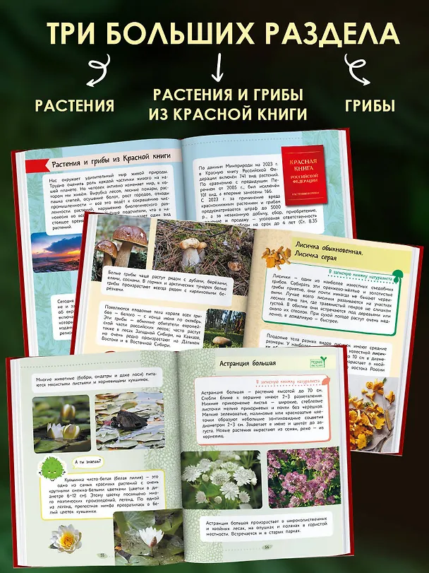 Книга Окружающий мир. Растения и грибы (Владислав Сивоглазов) — 7