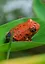 3D пазл Makebug «Лягушка», линейка Deep Jungle. Арт. MB-D-0051 — 3174682 — 3