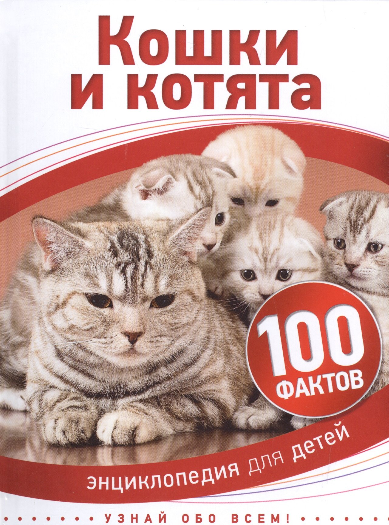 

Кошки и котята