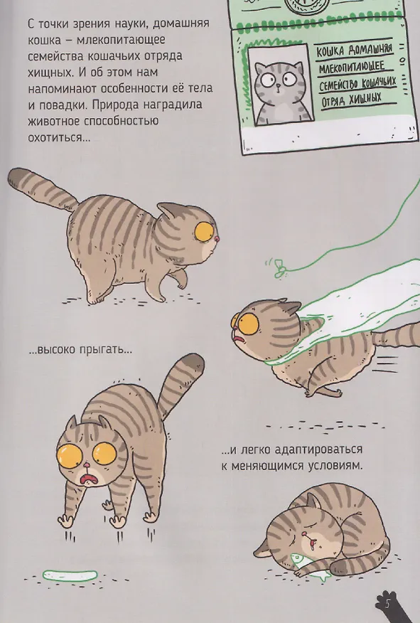 Книга Кошки. Большие секреты маленьких хищников. Энциклопедия для детей (Александра Хворост) — 3